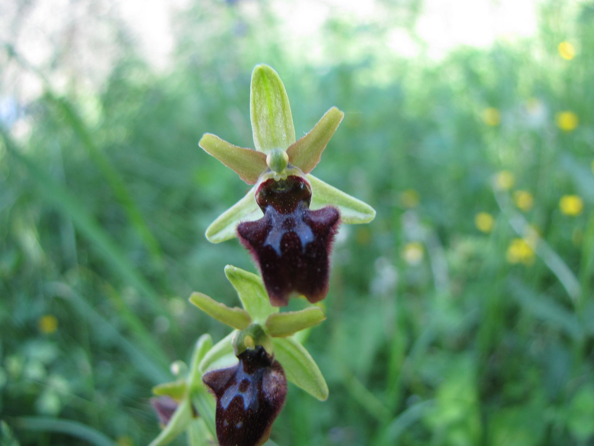 Ophrys x  ( benacensis x sphegodes )